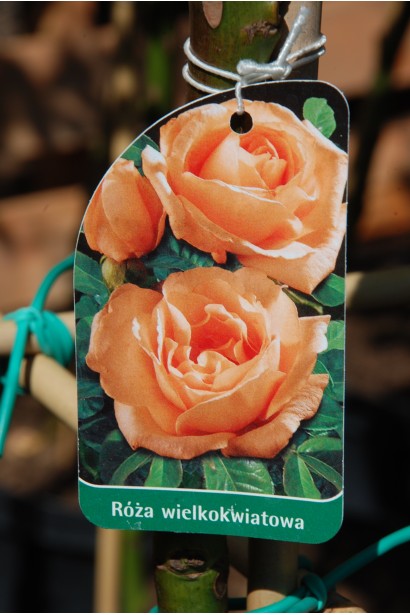 Троянда великоквіткова штамб – тепло і краса.